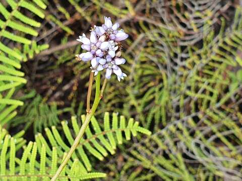 Image of Conospermum tenuifolium R. Br.