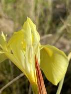 Image of Large yellow moraea