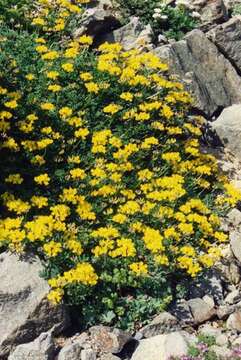 Image of Horseshoe-vetch