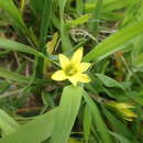 Image of Romulea flava var. minor (Bég.) M. P. de Vos