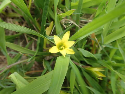 Image of Romulea flava var. minor (Bég.) M. P. de Vos