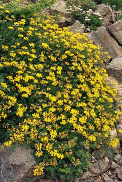 Image of Horseshoe-vetch