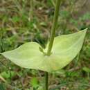 Imagem de Blackstonia perfoliata subsp. perfoliata