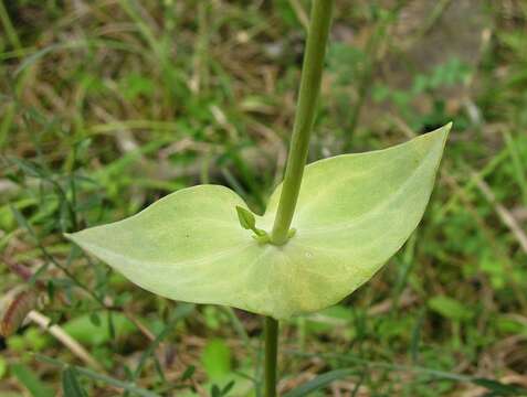 Imagem de Blackstonia perfoliata subsp. perfoliata