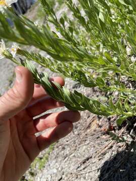 Image of Olympic Mountain aster