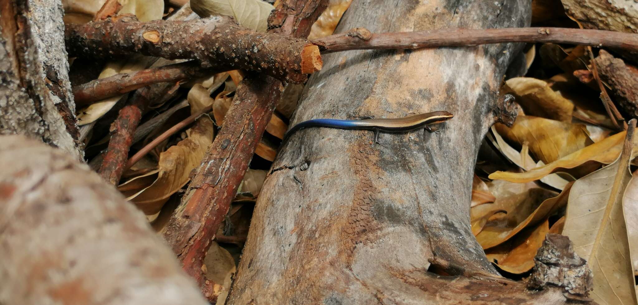 Image of Plestiodon lotus Pavón-Vázquez, Nieto-Montes De Oca, Mendoza-Hernández, Centenero-Alcalá, Santa Cruz-Padilla & Jiménez-Arcos 2017