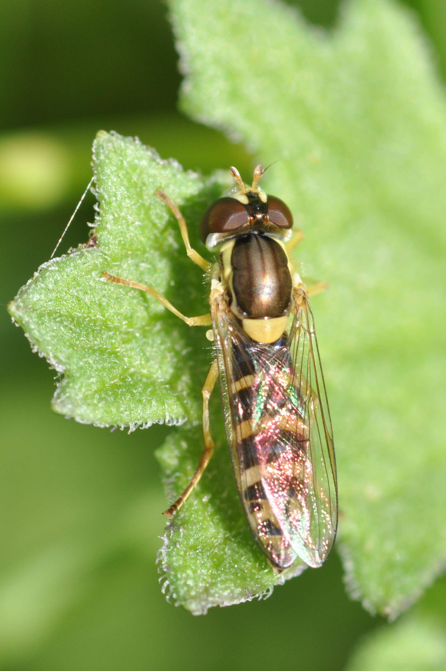 Sphaerophoria scripta (Linnaeus 1758) resmi