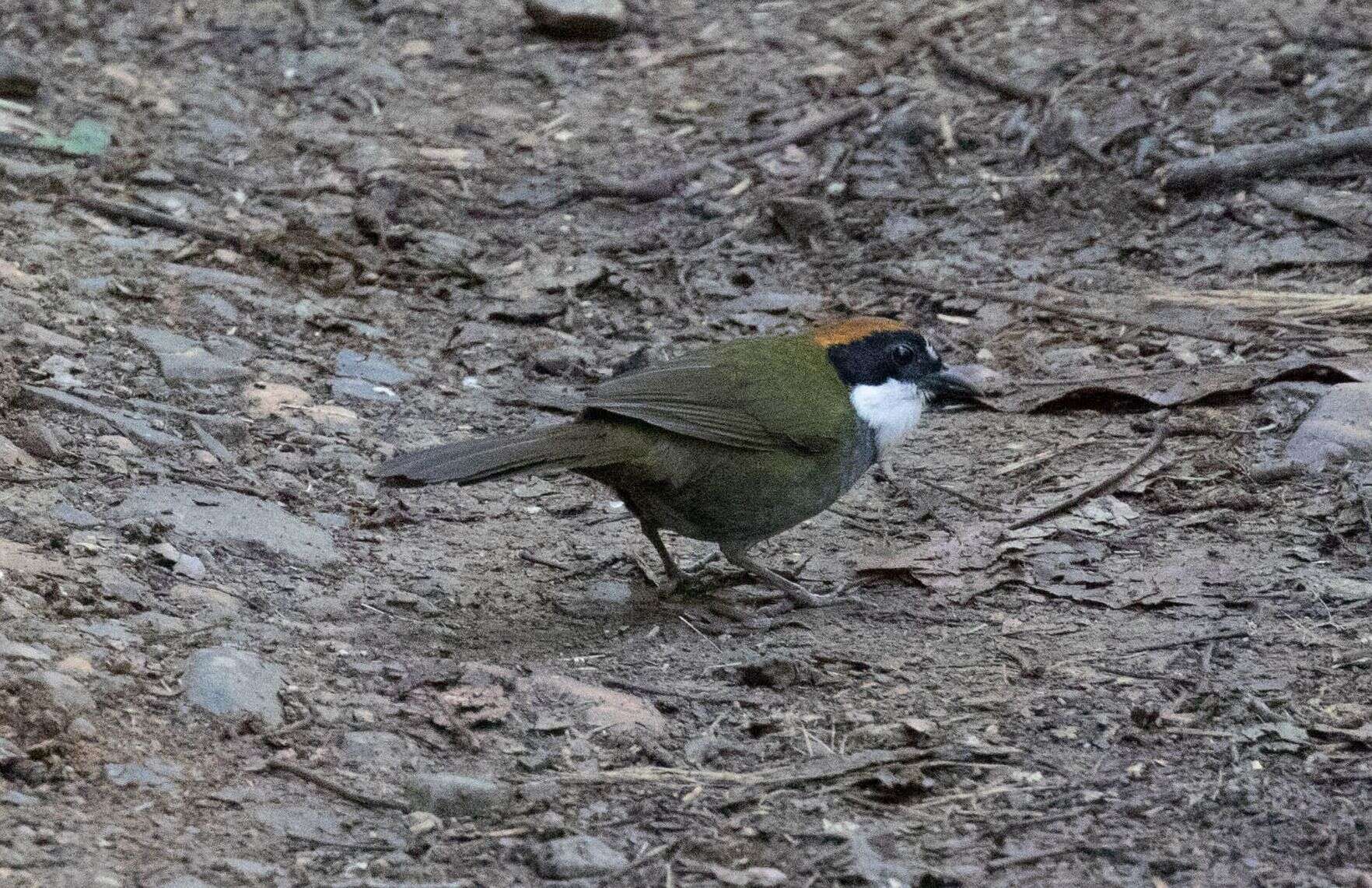 Image of Chestnut-capped Brush Finch