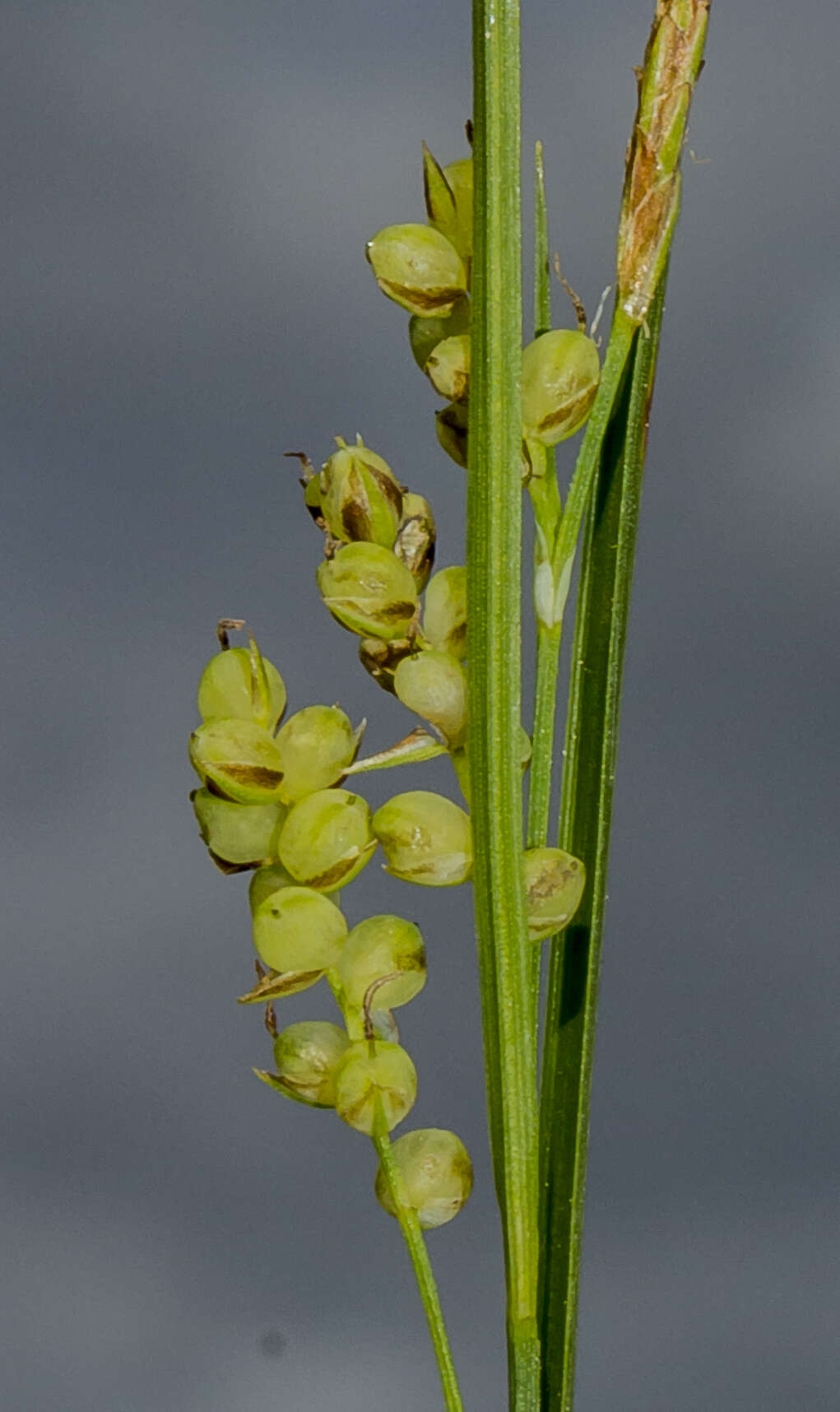 Image of golden sedge