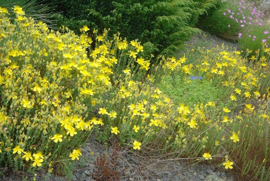 Image of Hypericum olympicum L.