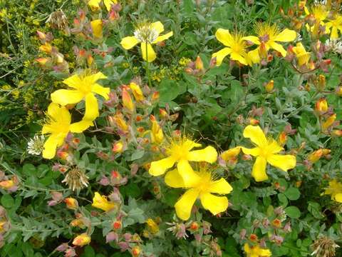 Image of Hypericum olympicum L.