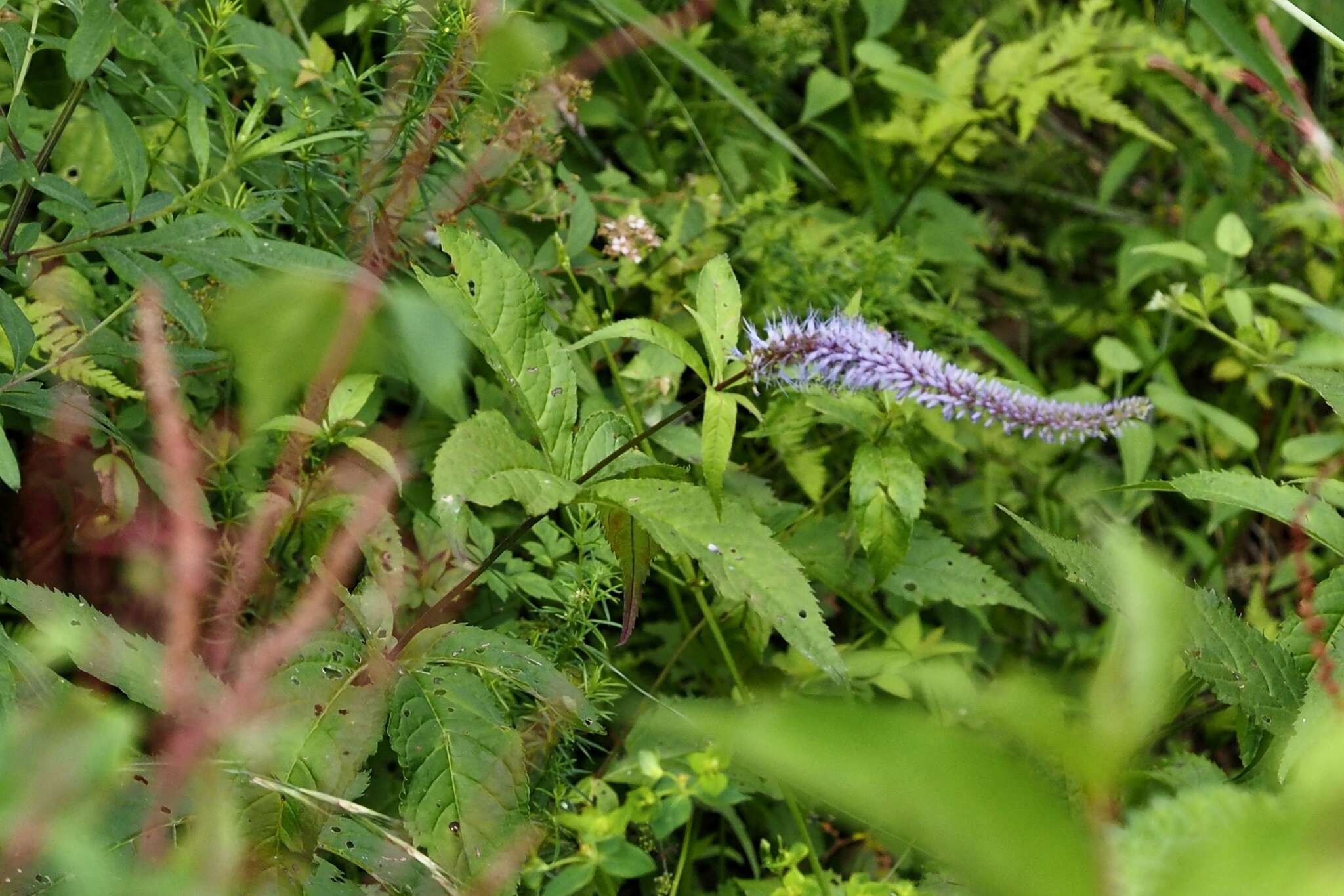 Image of Veronicastrum japonicum (Nakai) T. Yamazaki