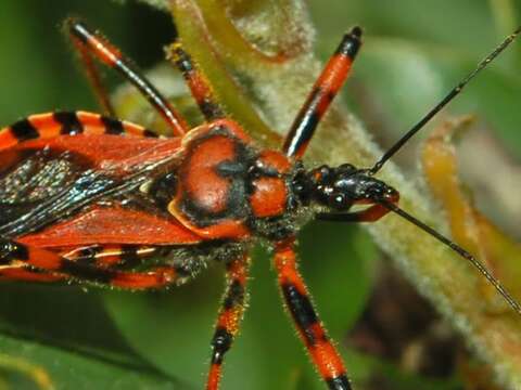 Plancia ëd Rhynocoris rubricus (Germar ex Ahrens 1816)