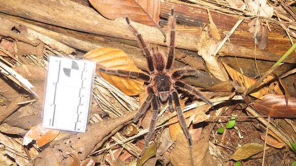 Image of Sericopelma generala Valerio 1980