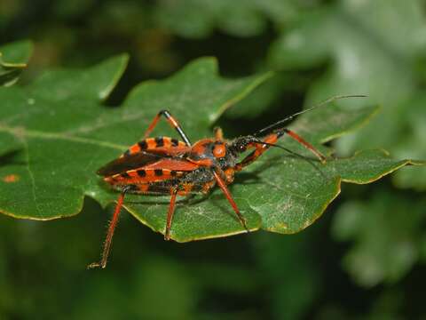 Plancia ëd Rhynocoris rubricus (Germar ex Ahrens 1816)