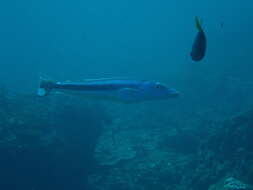 Image of Blue blanquillo