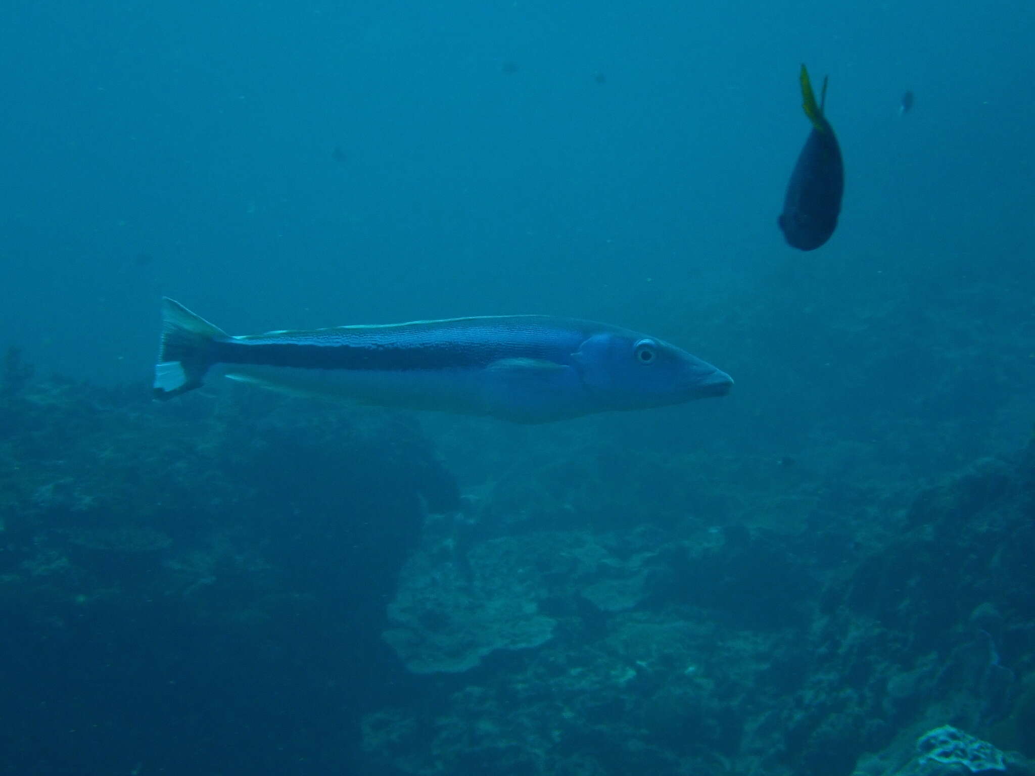 Image of Blue blanquillo