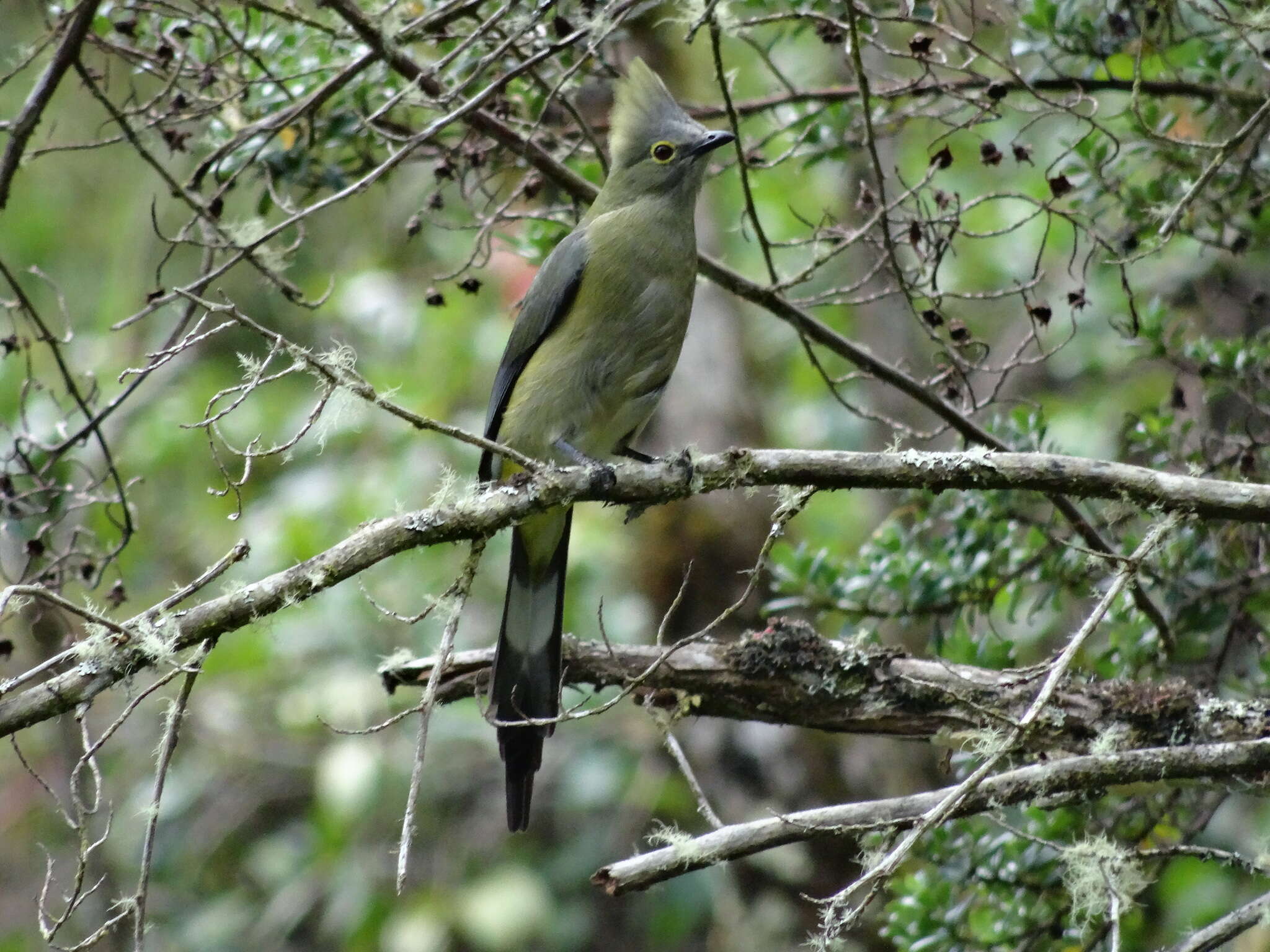 Слика од Ptiliogonys caudatus Cabanis 1861