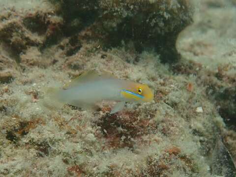 Image of Blueband goby