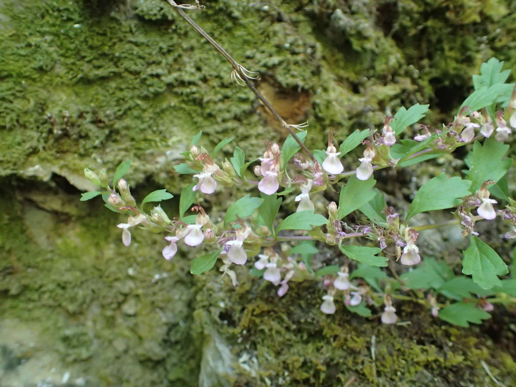 Image of Teucrium lucidum L.