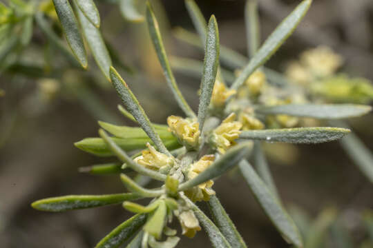 Image of Thymelaea tartonraira subsp. argentea (Sibth. & Sm.) Holmboe