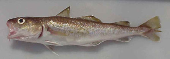 Image of Greenland Cod