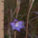 Image of Slender sun orchid