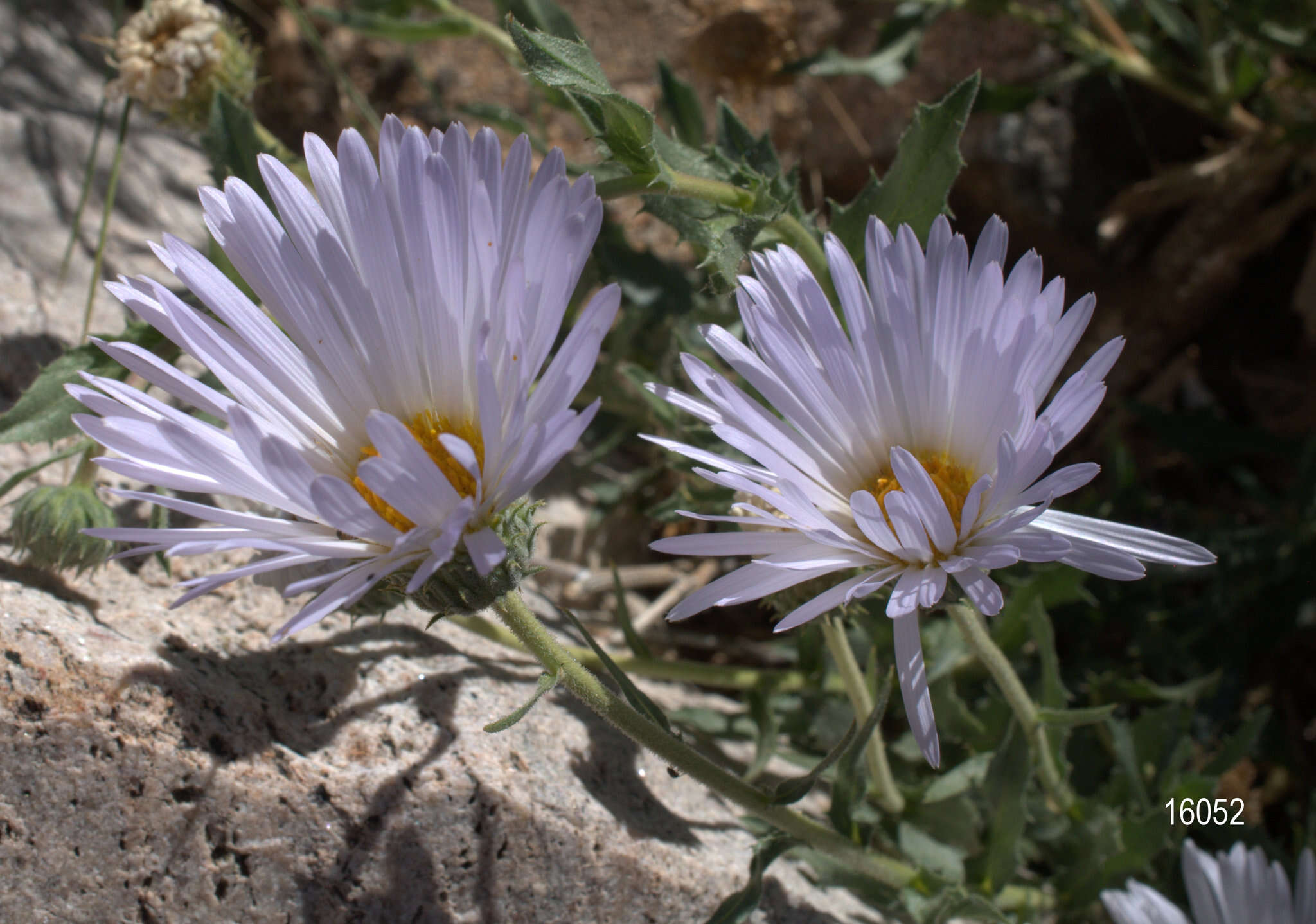 Plancia ëd <i>Xylorhiza <i>tortifolia</i></i> var. tortifolia