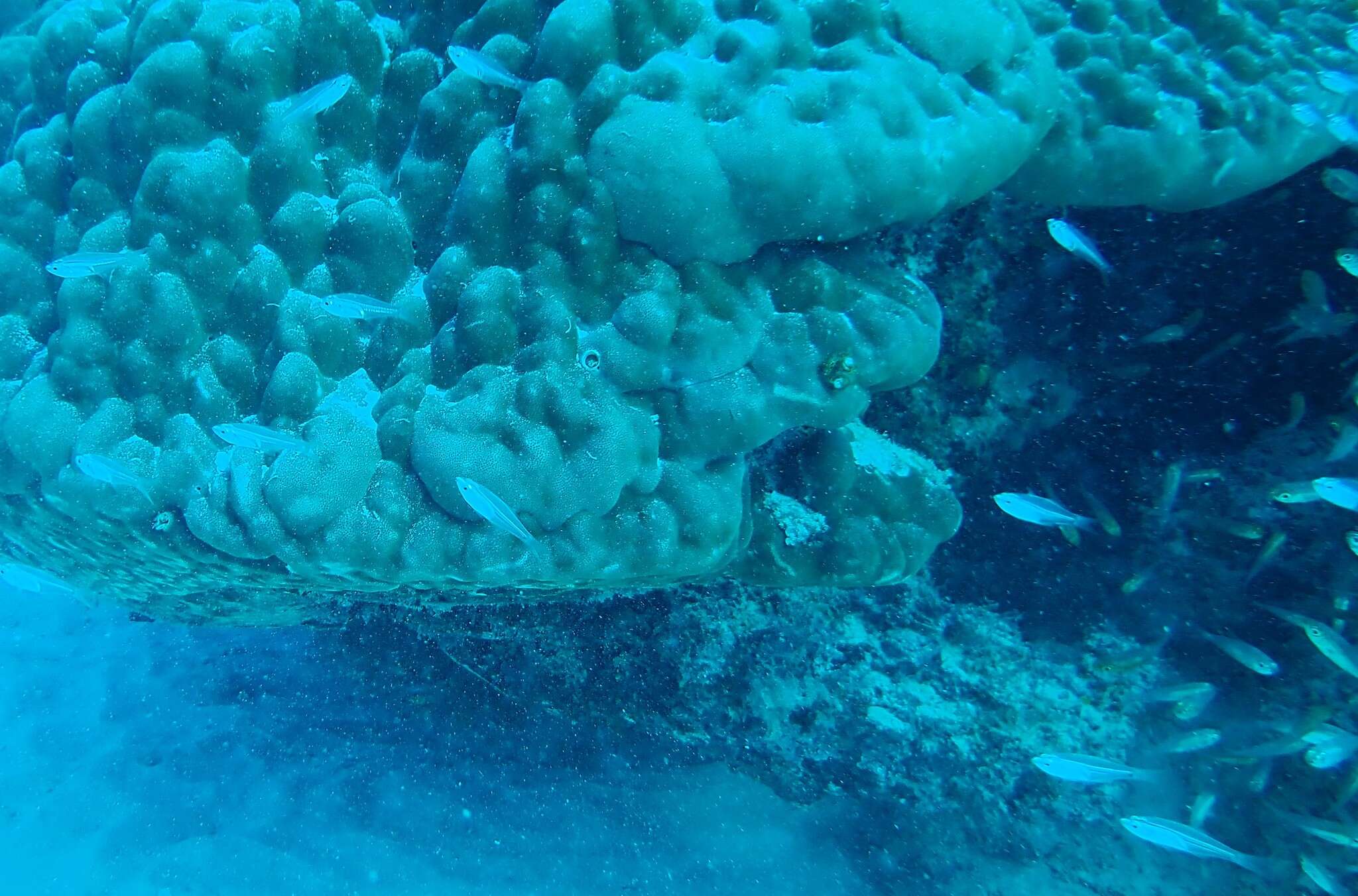 Image of Lagoon cardinalfish