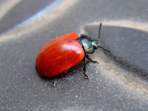 Image of Chrysomela populi