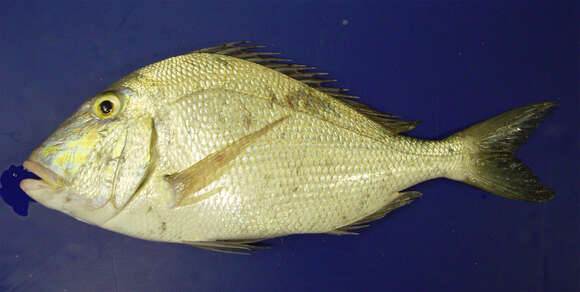 Image of Goat's Head Porgy