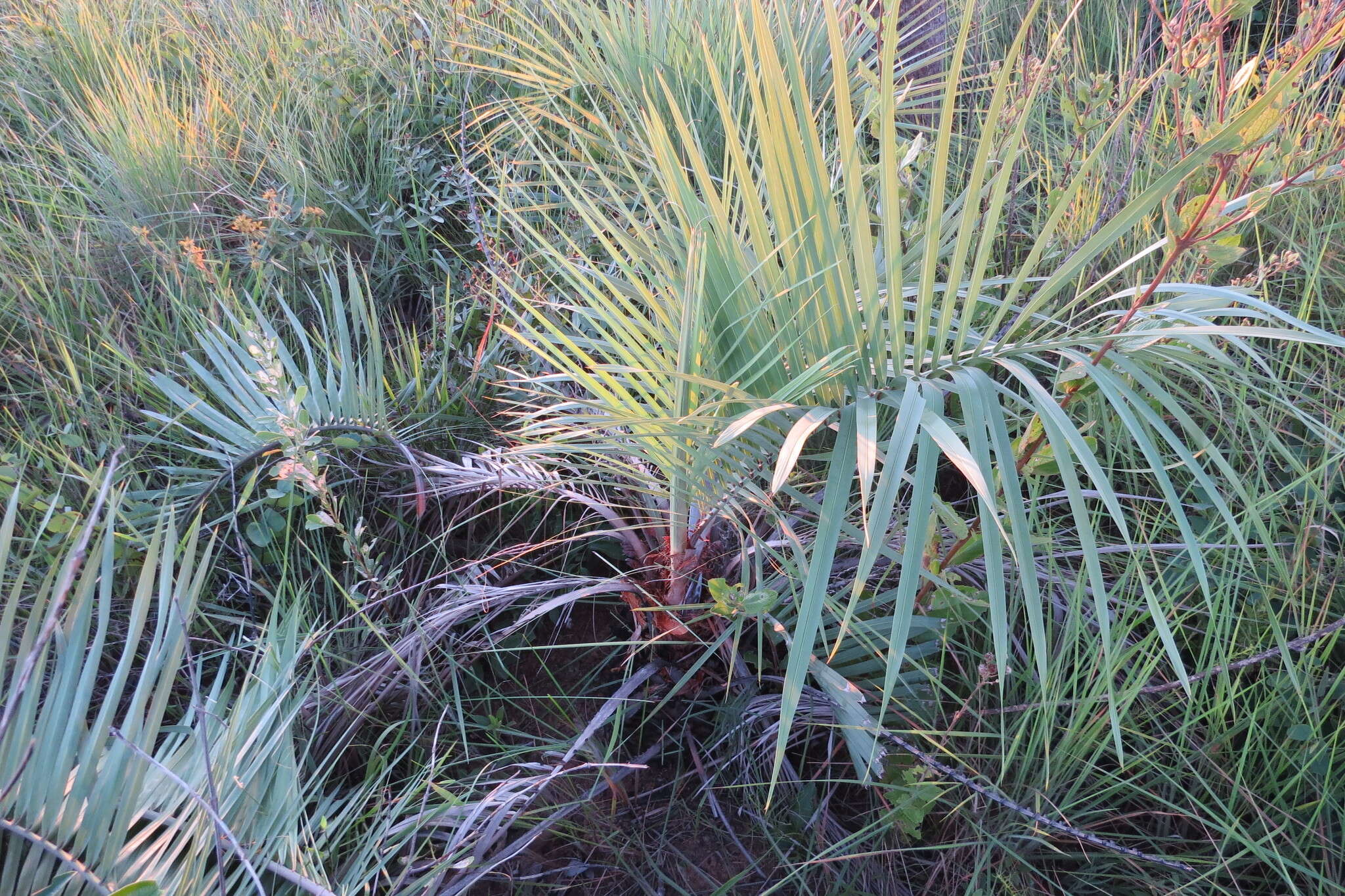 Image of Butia archeri (Glassman) Glassman