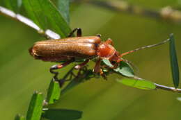 Image of Cantharis livida