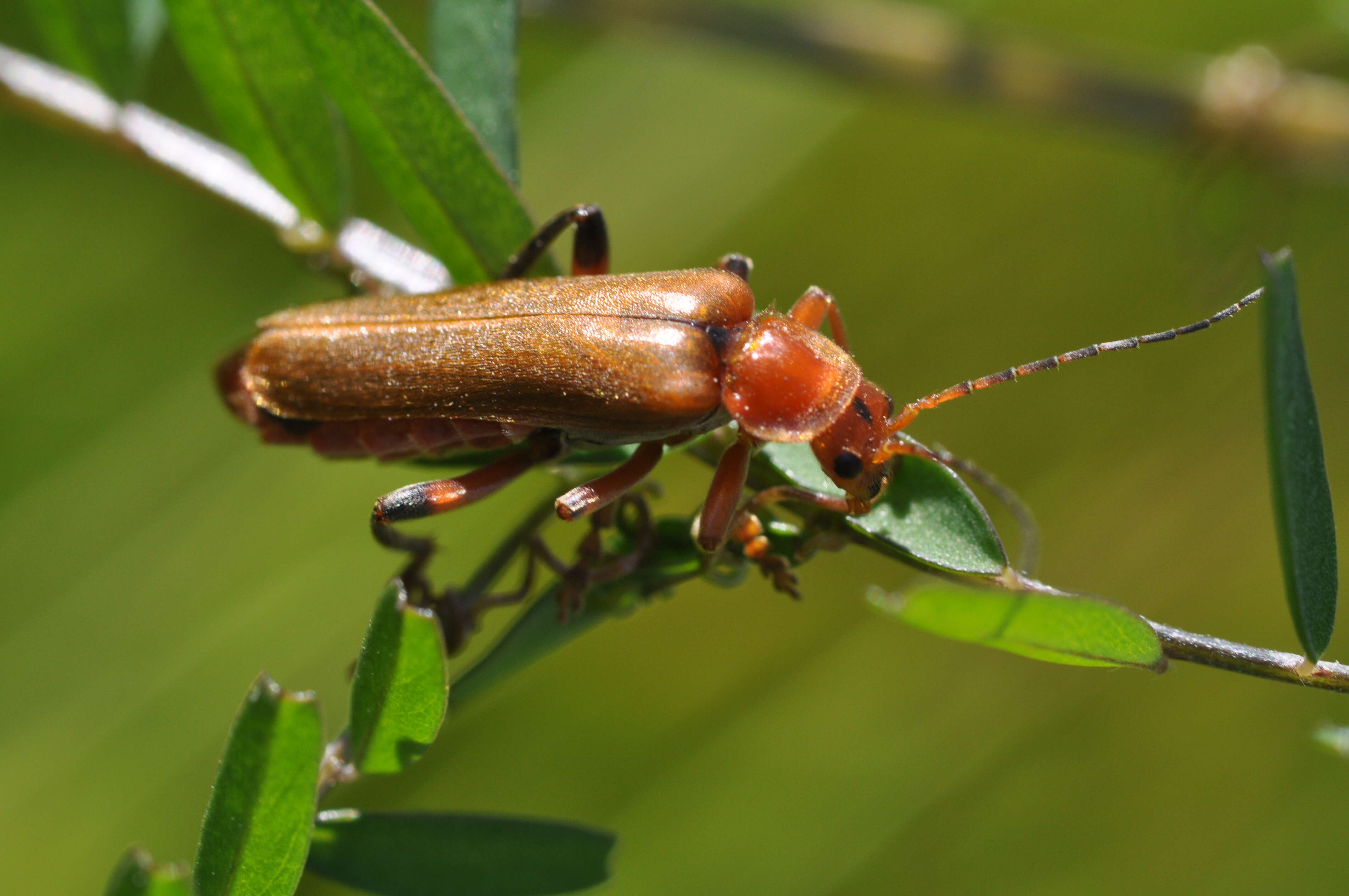 Image of Cantharis livida