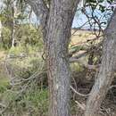 Image of Acacia fasciculifera F. Muell. ex Benth.