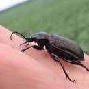 صورة Calosoma (Charmosta) investigator (Illiger 1798)