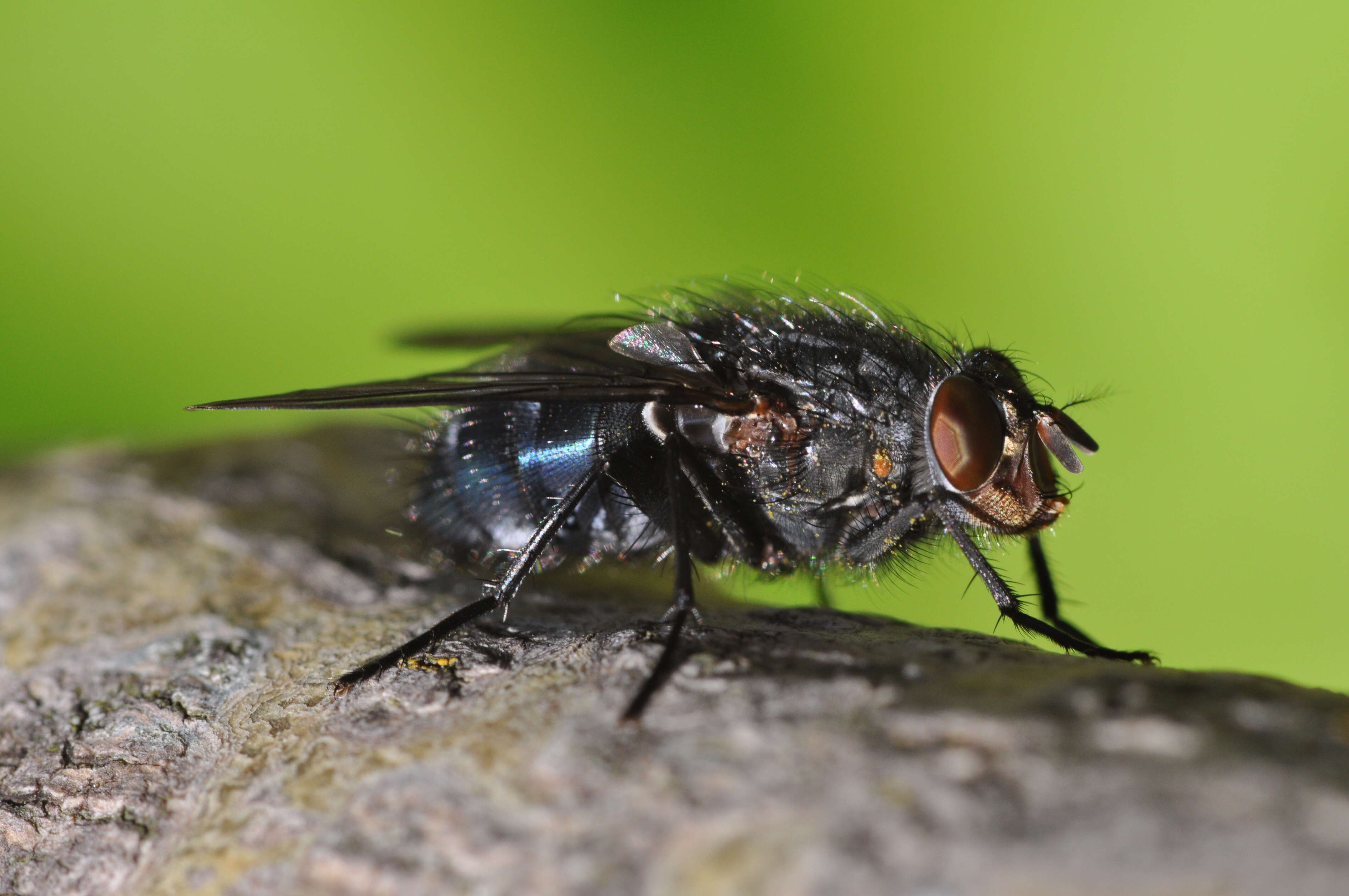 Image of Blue blowfly