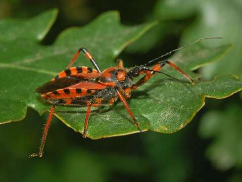 Plancia ëd Rhynocoris rubricus (Germar ex Ahrens 1816)