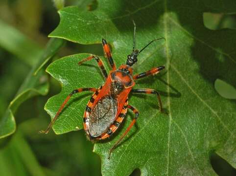 Plancia ëd Rhynocoris rubricus (Germar ex Ahrens 1816)