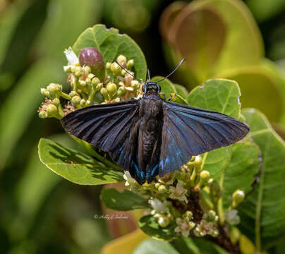 Plancia ëd <i>Phocides pigmalion okeechobee</i>