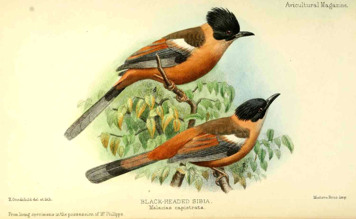 Image of Rufous Sibia