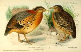 Image of Yellow-legged Buttonquail