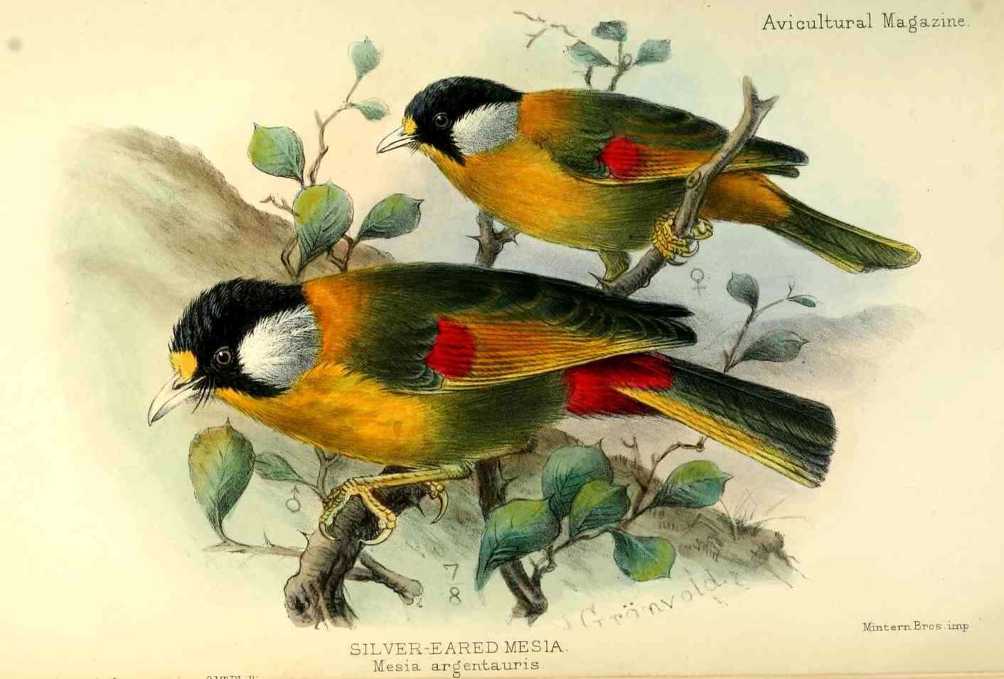Image of Leiothrix Swainson 1832