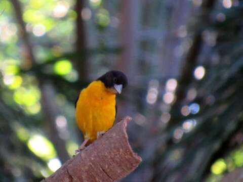 Image de Ploceus bicolor bicolor Vieillot 1819