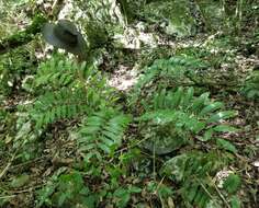 Image of Cycad