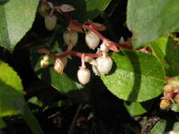 Image of salal