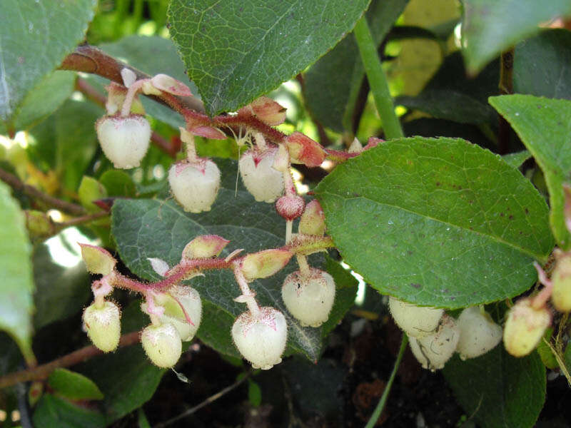 Image of salal