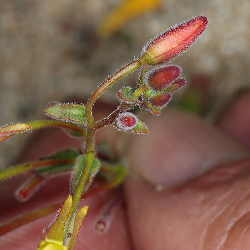 Image of Camissonia kernensis subsp. kernensis