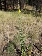 Image of Linaria dalmatica subsp. dalmatica