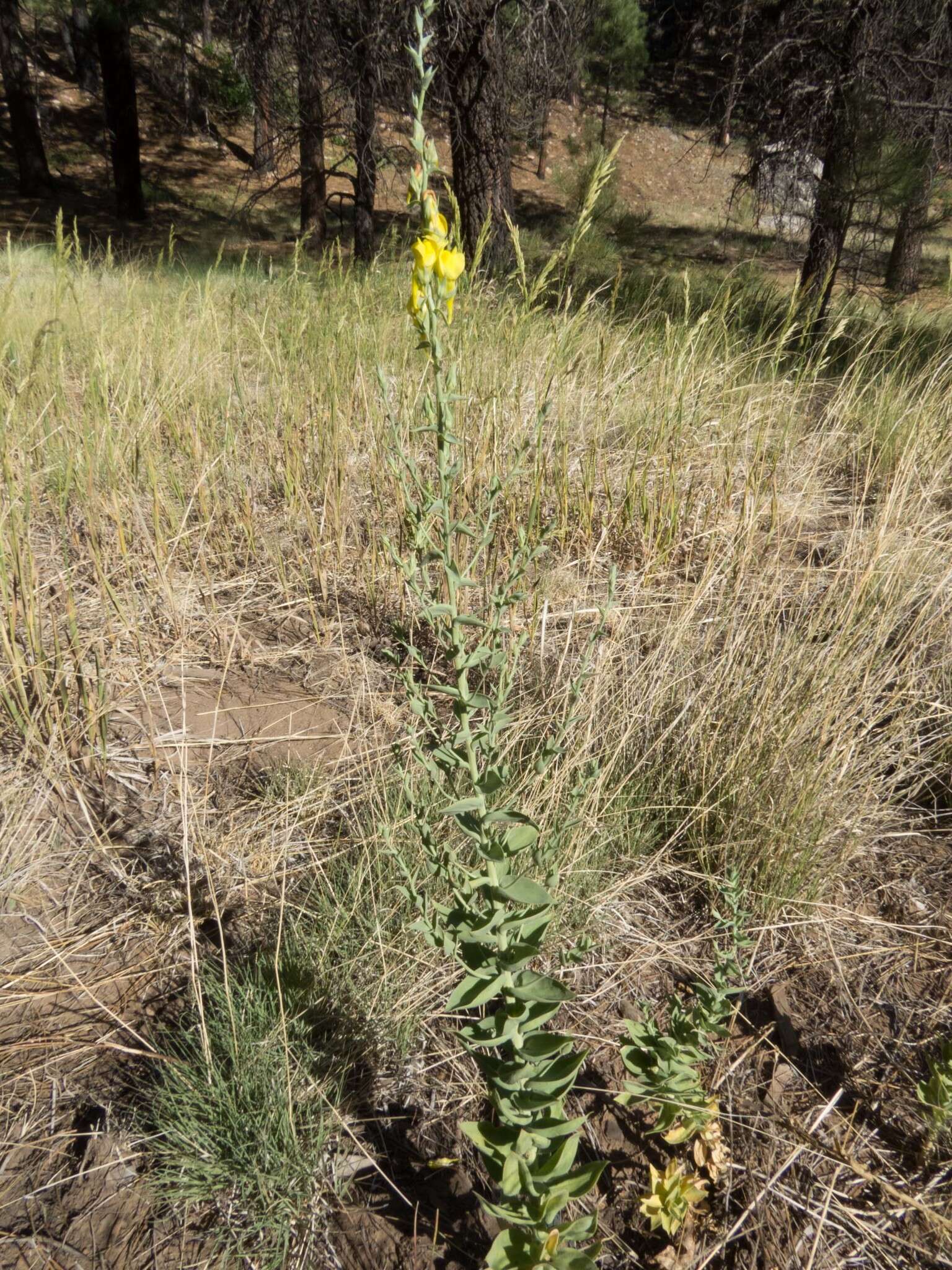 Plancia ëd Linaria dalmatica subsp. dalmatica